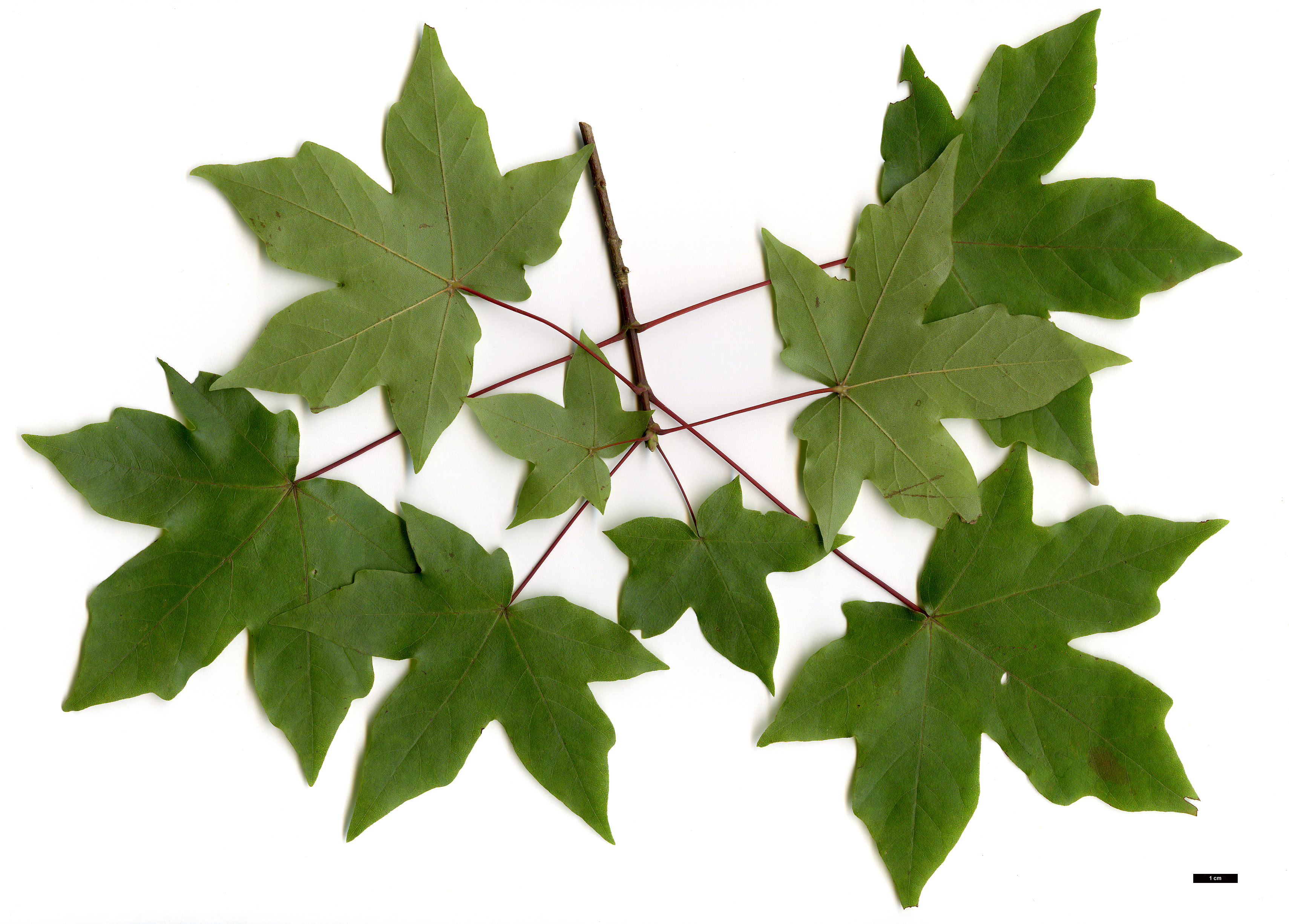 High resolution image: Family: Sapindaceae - Genus: Acer - Taxon: ×zoeschense (A.campestre × A.cappadocicum subsp. lobelii)